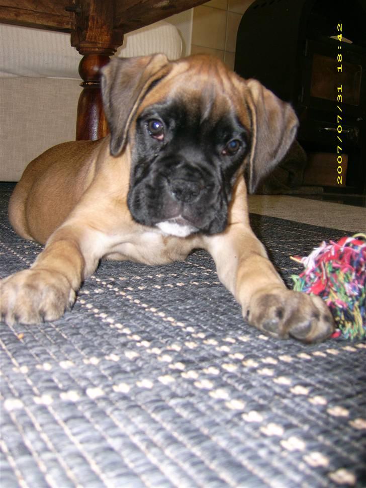 Boxer Kahlua billede 1