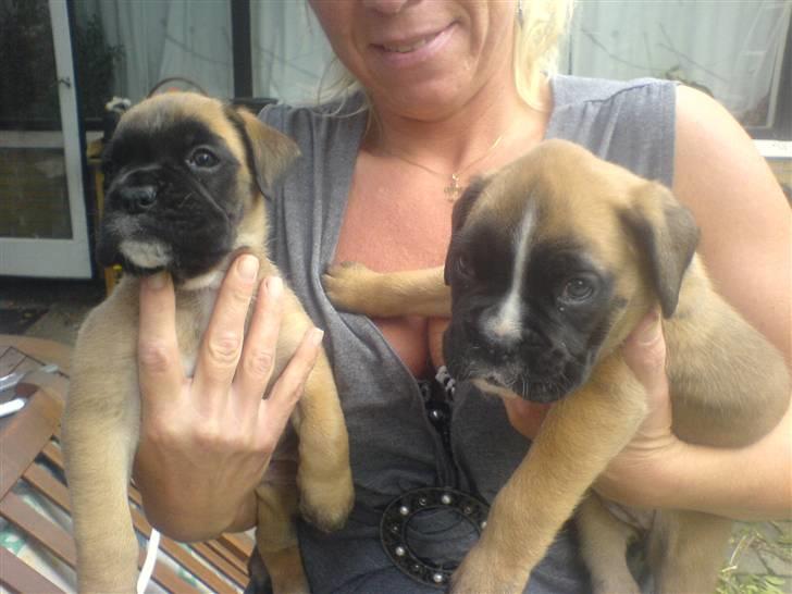 Boxer Kahlua - det er mig, der med den sorte maske. også er det min søster lige ved siden af. hun hedder Lady. billede 3