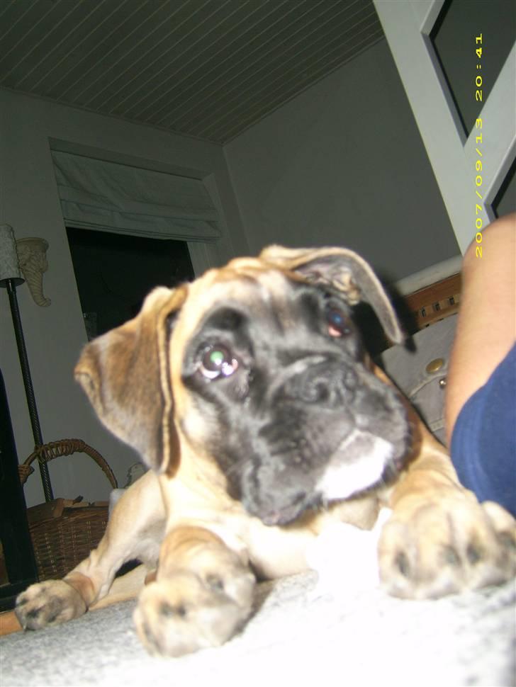 Boxer Kahlua billede 4