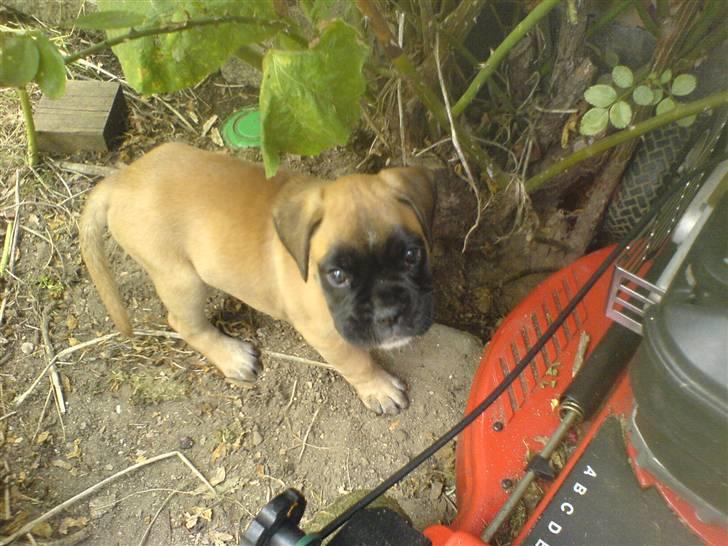 Boxer Kahlua - hvad ? må jeg nu heller ikke grave her ?  billede 5