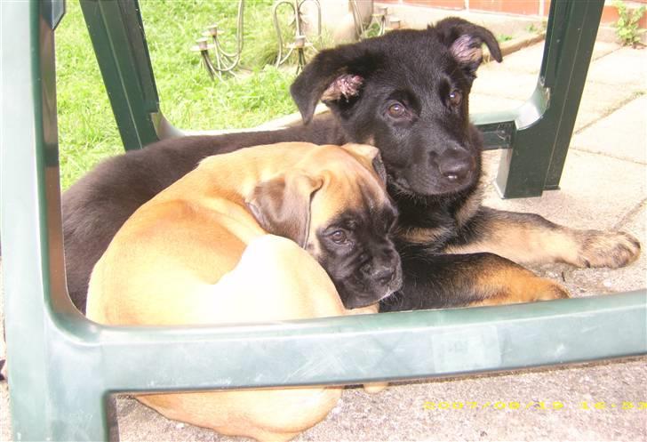 Boxer Kahlua billede 6