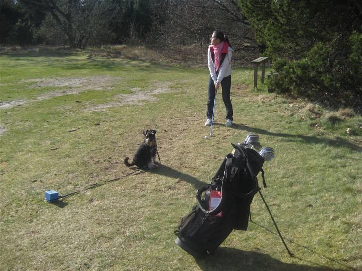 Dvaergschnauzer Albert - Har du også behøv for en caddy når du spiller golf? ... Ring du bare til mig! Woff!!! den bedste caddy i hele verden - Albert :-) billede 14