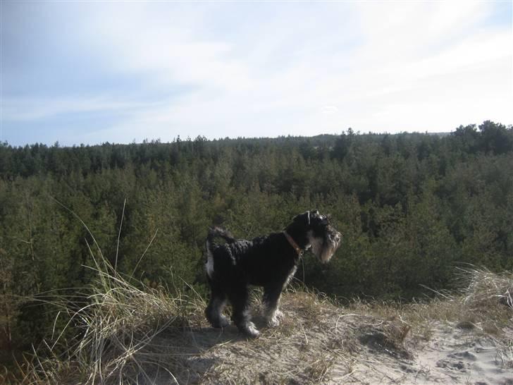 Dvaergschnauzer Albert - Mors træsko er stadig lidt for store til mig :-) billede 15