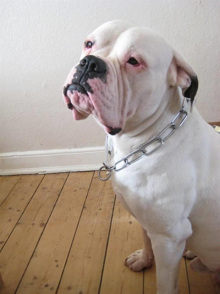 Amerikansk bulldog ben R.I.P 4/2-07-20/2-09 billede 1