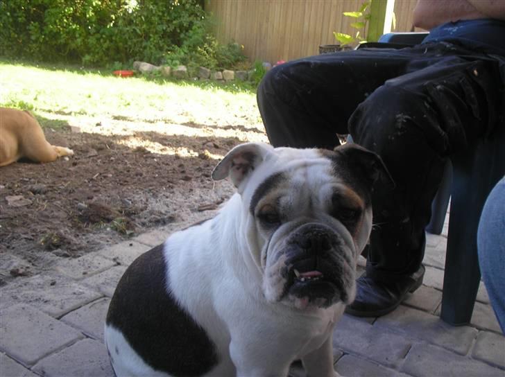 Engelsk bulldog safina billede 1