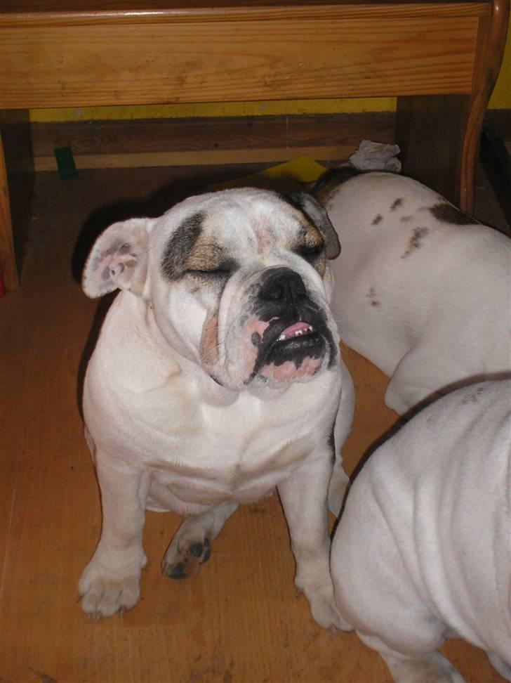 Engelsk bulldog safina billede 2