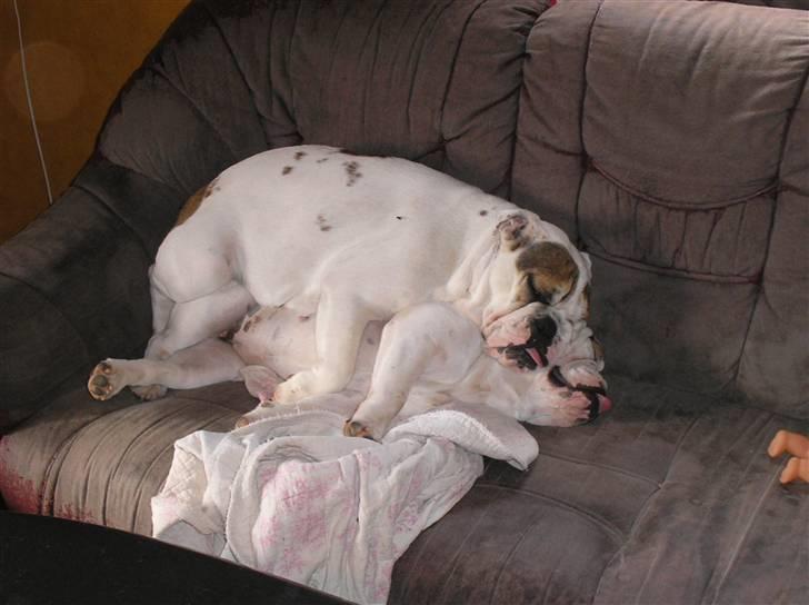 Engelsk bulldog safina - Her ligger min søster oven på mig og sover. billede 3