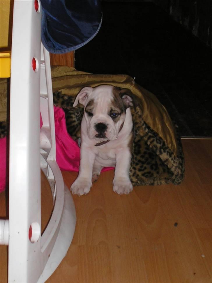 Engelsk bulldog safina billede 4