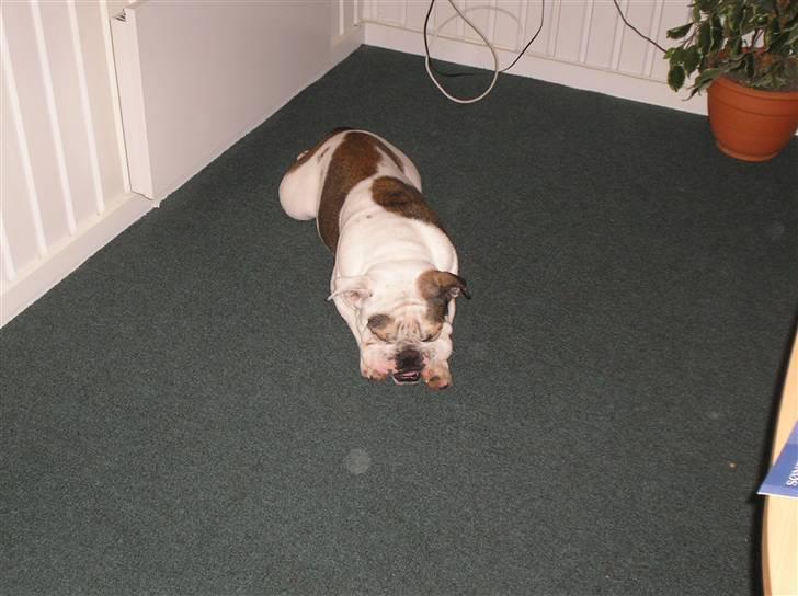 Engelsk bulldog safina billede 5