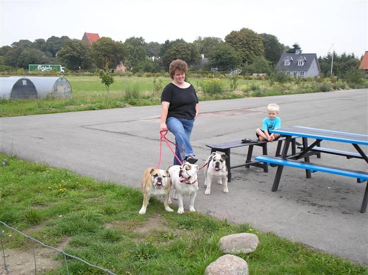 Engelsk bulldog safina billede 6