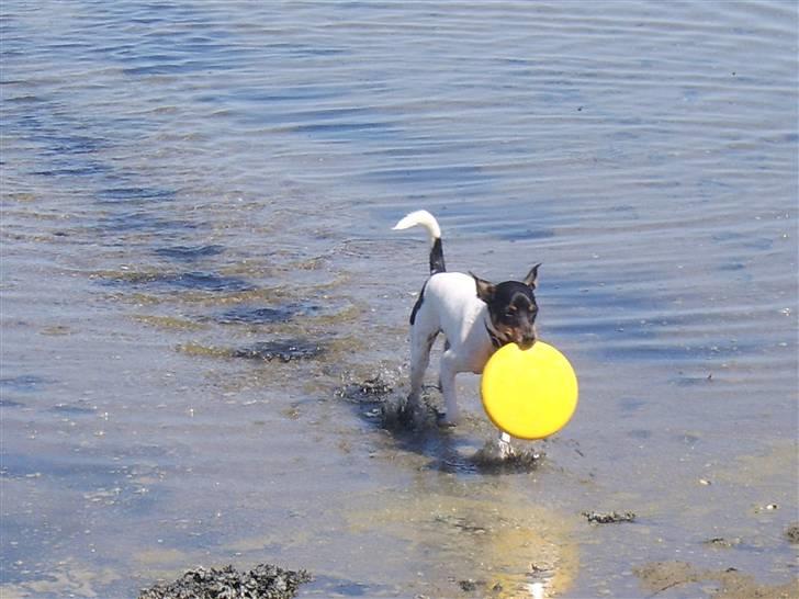 Dansk svensk gaardhund Idefix billede 13