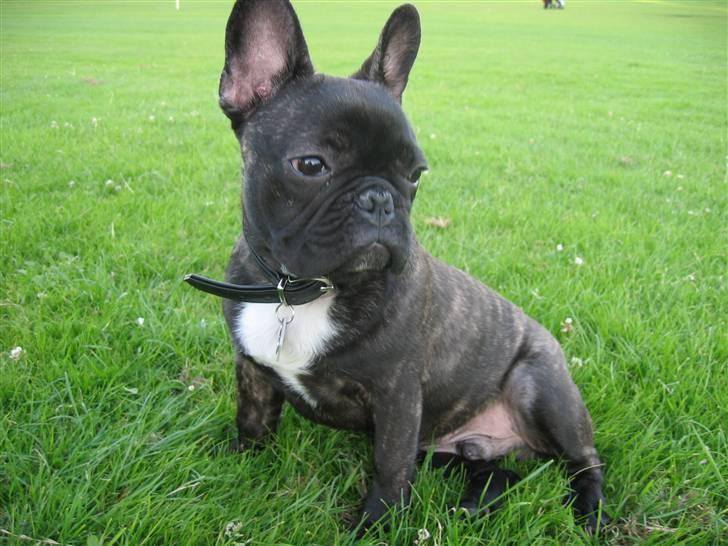 Fransk bulldog Gustav billede 13