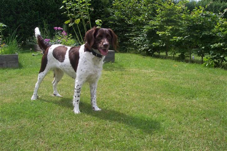 Kleiner münsterländer sofie - nårhj man!! billede 19