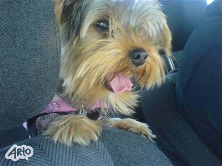 Yorkshire terrier Noa - Noa, der er med ude og Køre Bil.. =) billede 4