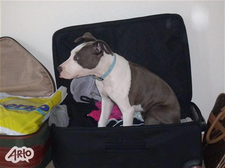 Amerikansk staffordshire terrier Akeela - Akeela, der gerne vil med i min Kuffert.. =) billede 2