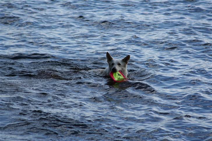Hvid schæfer Fyrst Igor billede 10