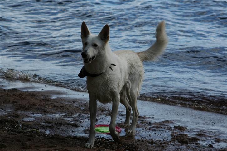 Hvid schæfer Fyrst Igor - En dejlig tur ved vandet billede 11