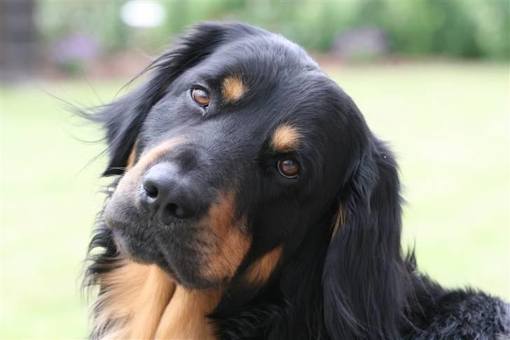 Hovawart Tao - Hvad siger du - Er jeg ekstra nuttet med hovedet på skrå?? billede 1