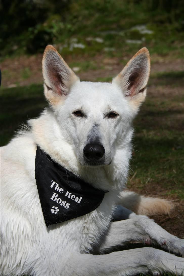 Hvid schæfer Fyrst Igor - SEJKAJ billede 12