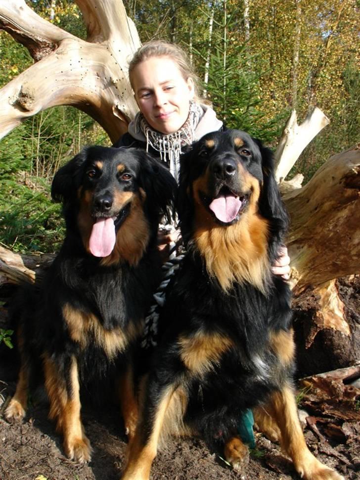 Hovawart Tao - Jeg er meget stolt, sidder her med kusine Freya og min mor billede 2