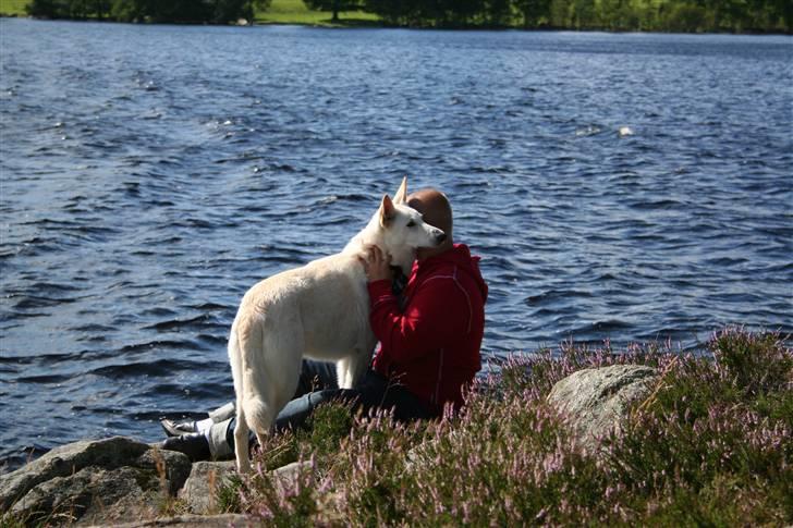 Hvid schæfer Fyrst Igor - En knægt & hans hund billede 13