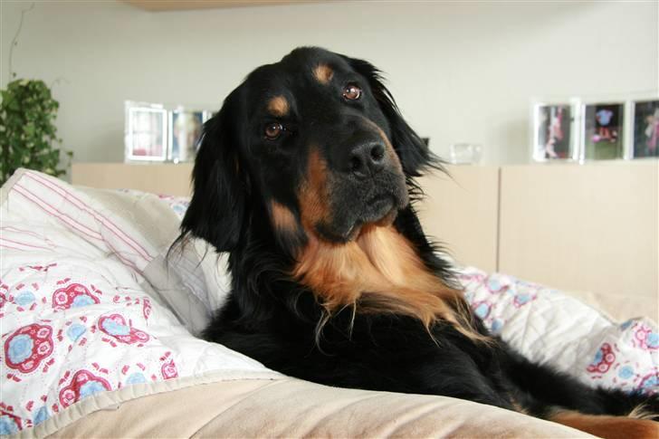 Hovawart Tao - Det er min stol!! billede 3