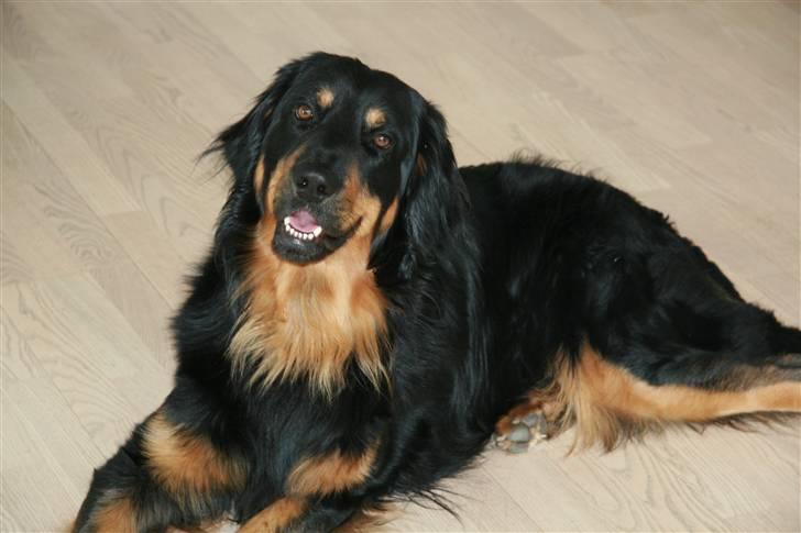 Hovawart Tao - Hej skal vi lave noget sammen?? billede 4