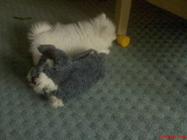 Japansk spids Pan - Det er Pan bagerst, stadig ikke større end en sutsko billede 9