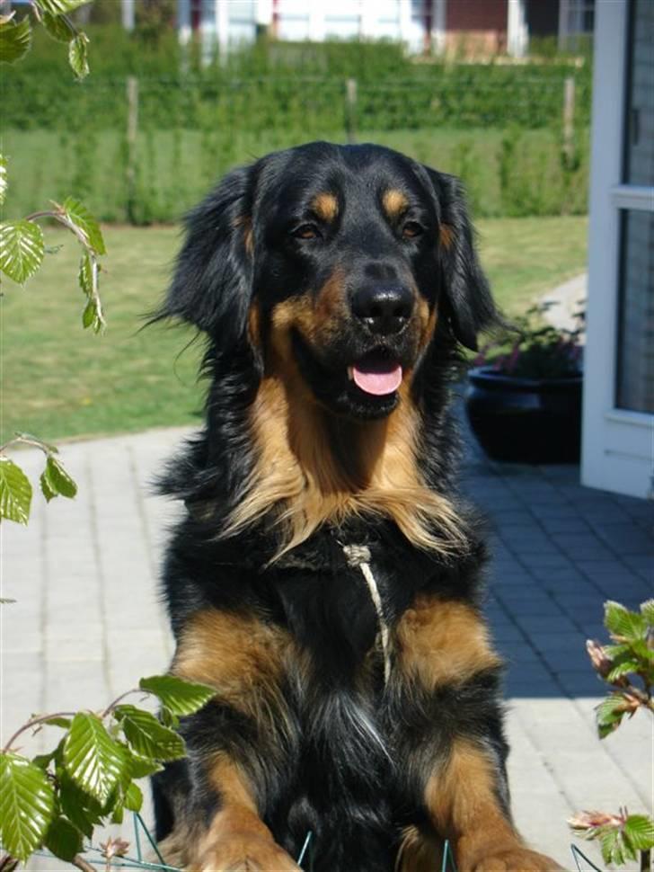 Hovawart Tao - Hvad mon min nabo laver??? billede 5