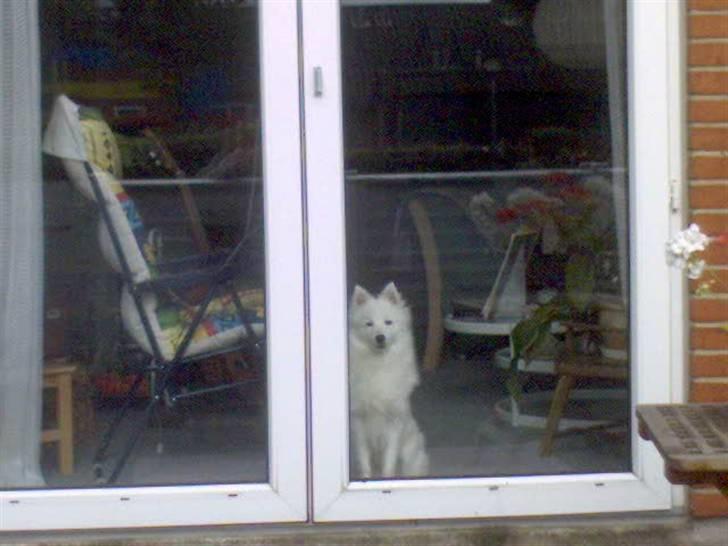 Japansk spids Pan - Pan venter på mig billede 10