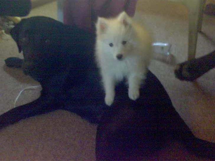 Japansk spids Pan - Lille Pan og hans reserve mor Hera billede 11