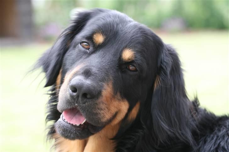 Hovawart Tao - Et skævt smil og man ser rigtig kæk ud billede 6