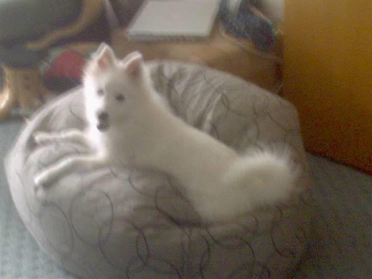 Japansk spids Pan - På plads i sin sækkestol billede 12