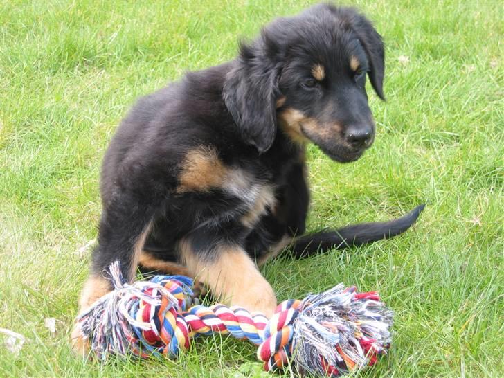 Hovawart Tao - Aaarrhh hvor det klør!! billede 7