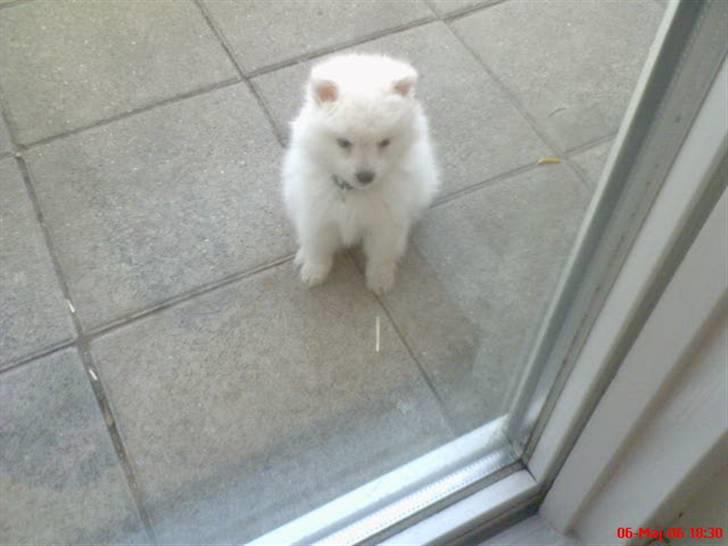 Japansk spids Pan - luk mig ind vil du ikke nok !!! billede 13