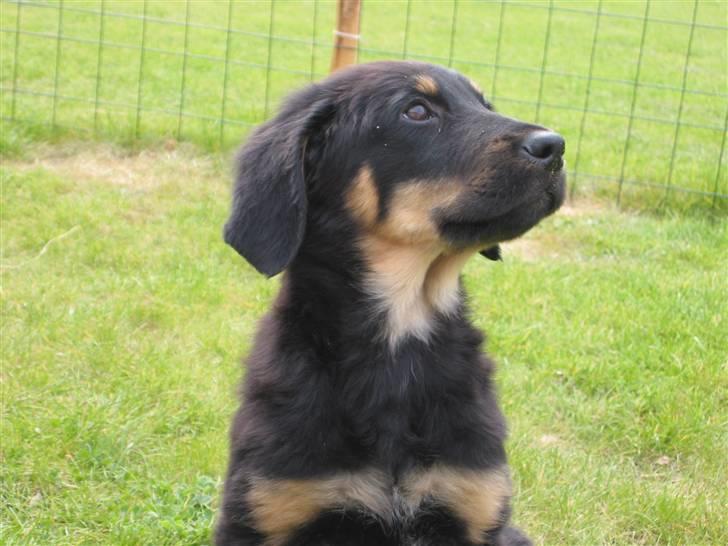 Hovawart Tao - Du kan da ikke stå for mig - Kan du vel?? billede 8