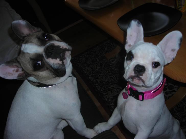 Fransk bulldog Kenzo &Tiggi - Mine hvide guld klumper billede 1