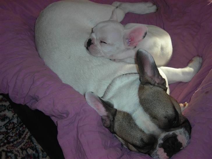 Fransk bulldog Kenzo &Tiggi - Mine putte grise billede 2