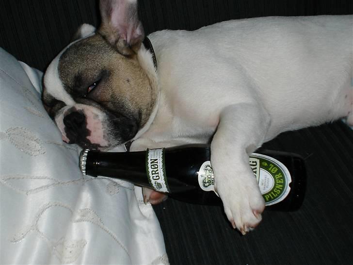 Fransk bulldog Kenzo &Tiggi - Der er ikke noget bedre en øl og en lur billede 3