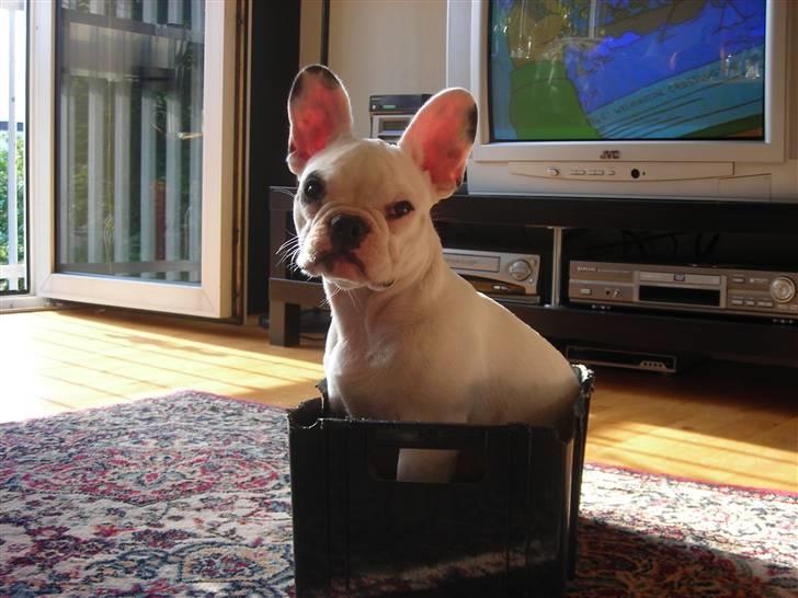 Fransk bulldog Kenzo &Tiggi - Tager du billede nu far billede 4