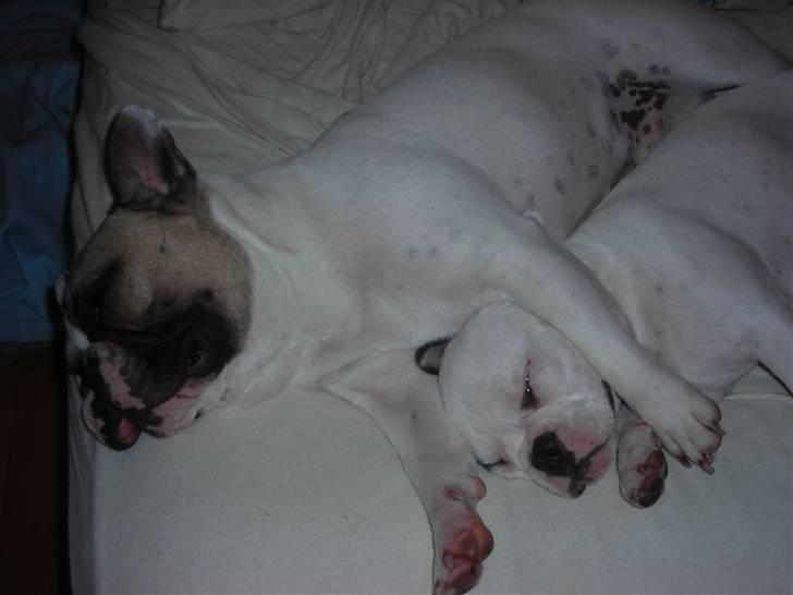 Fransk bulldog Kenzo &Tiggi - Og så putter vi sammen igen billede 5