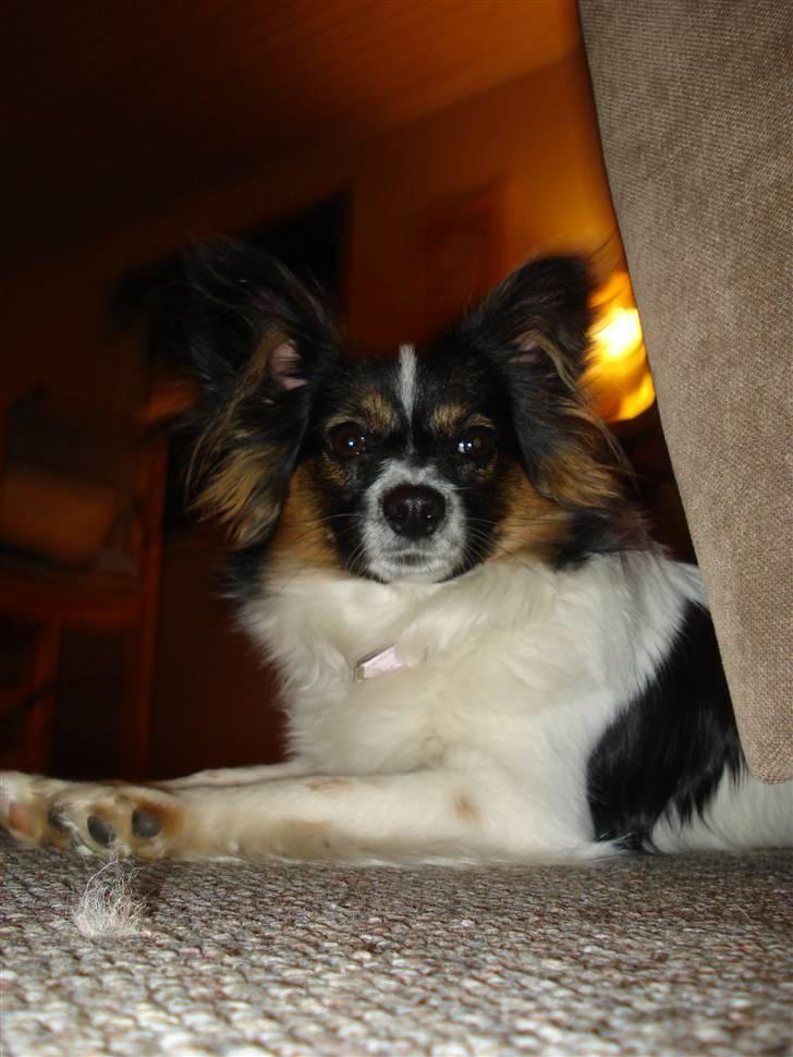 Papillon Chanel - Chanellemus billede 7