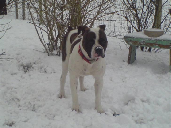 Amerikansk bulldog Mille billede 7