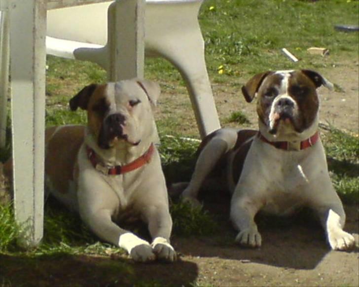 Amerikansk bulldog Mille billede 8