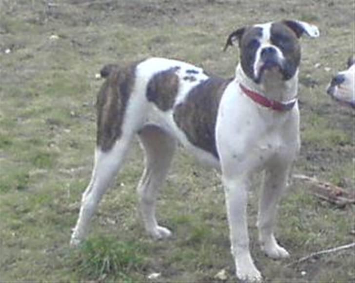 Amerikansk bulldog Mille billede 9