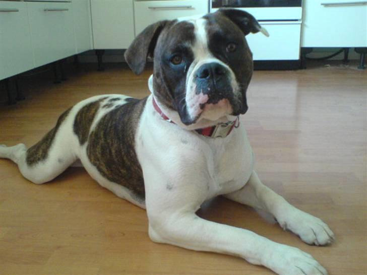 Amerikansk bulldog Mille billede 10