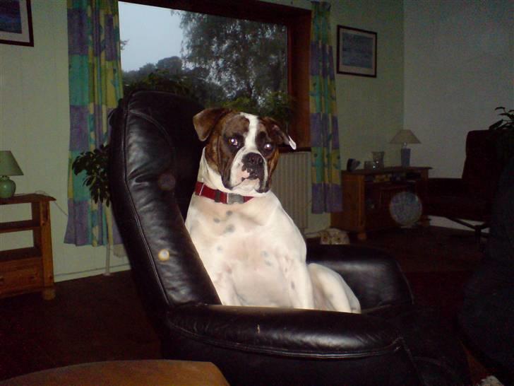 Amerikansk bulldog Mille billede 11