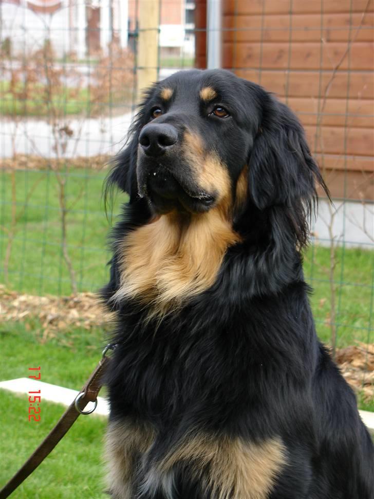 Hovawart Tao - Brystet frem og næsen op - Er jeg ikke hammer lækker?? billede 9