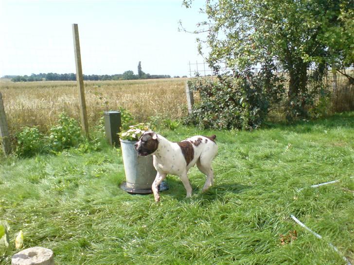 Amerikansk bulldog Mille billede 12