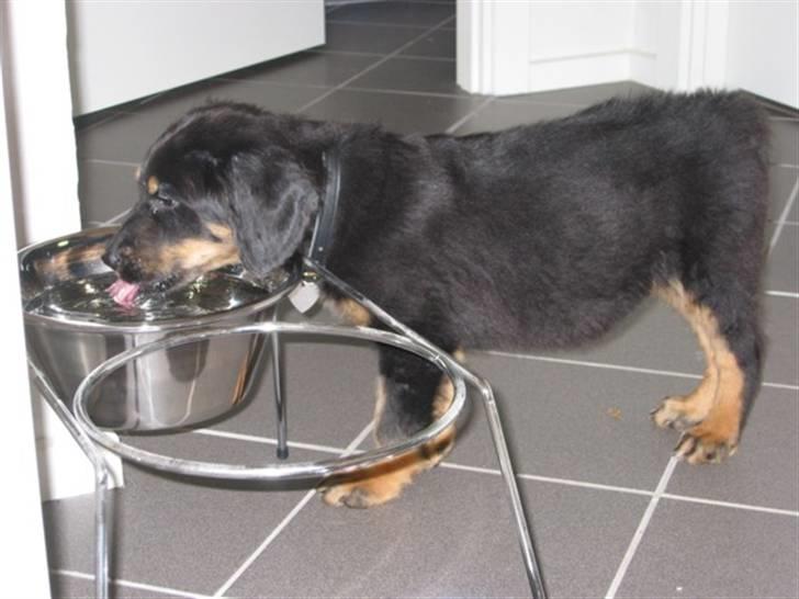 Hovawart Tao - Lige kommert hjem i mit nye hjem og kan da kun lige nå min stoooore vandskål billede 10